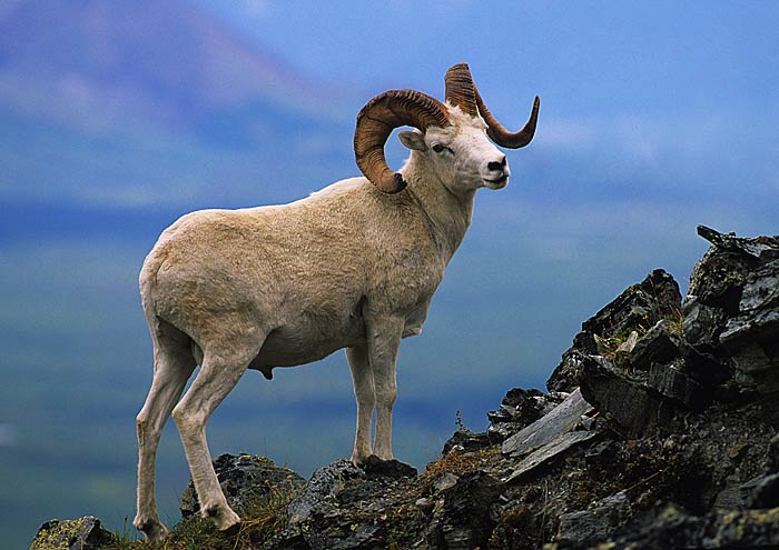 Dall Sheep2rf